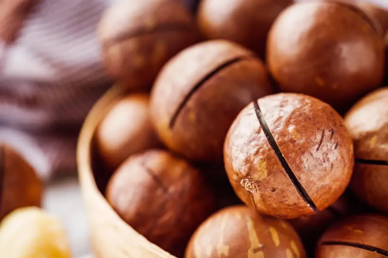 Orzechy makadamia i włoskie dla psa: Toksyczne? Jak ratować pupila?