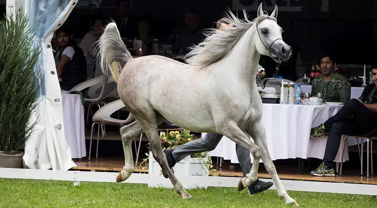 Janów Podlaski: Konie arabskie, historia, zwiedzanie. Co musisz wiedzieć?