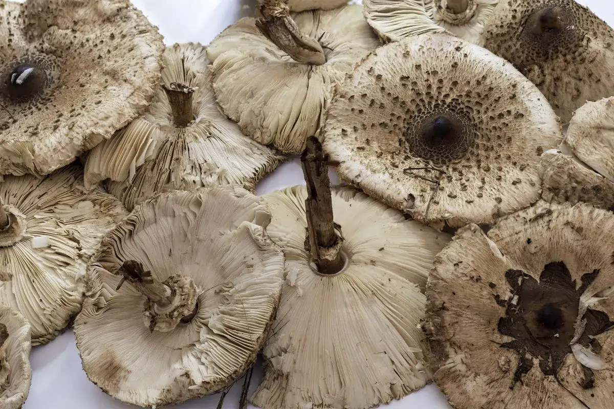 Kanie gotowe do mrożenia. Pokazane kapelusze i trzonki grzybów, niektóre odwrócone, ukazujące blaszki.