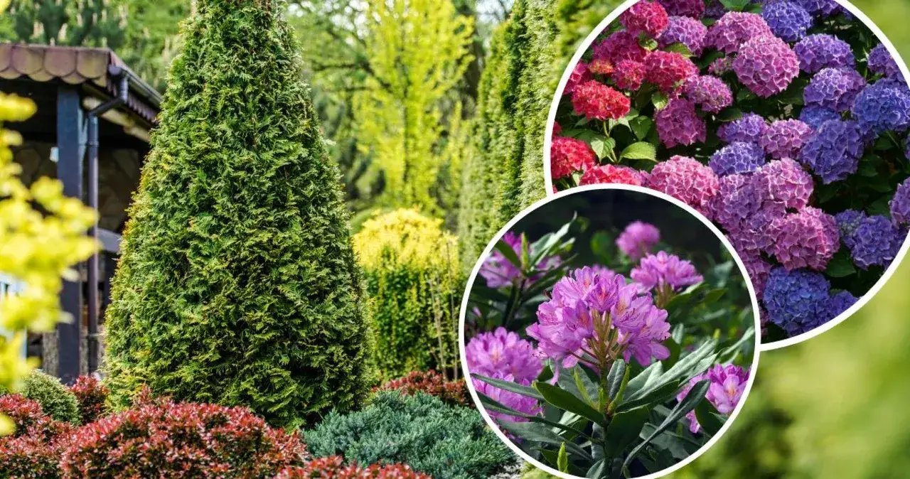 Co posadzić pod tujami ogrodowymi, by uniknąć niepowodzeń?