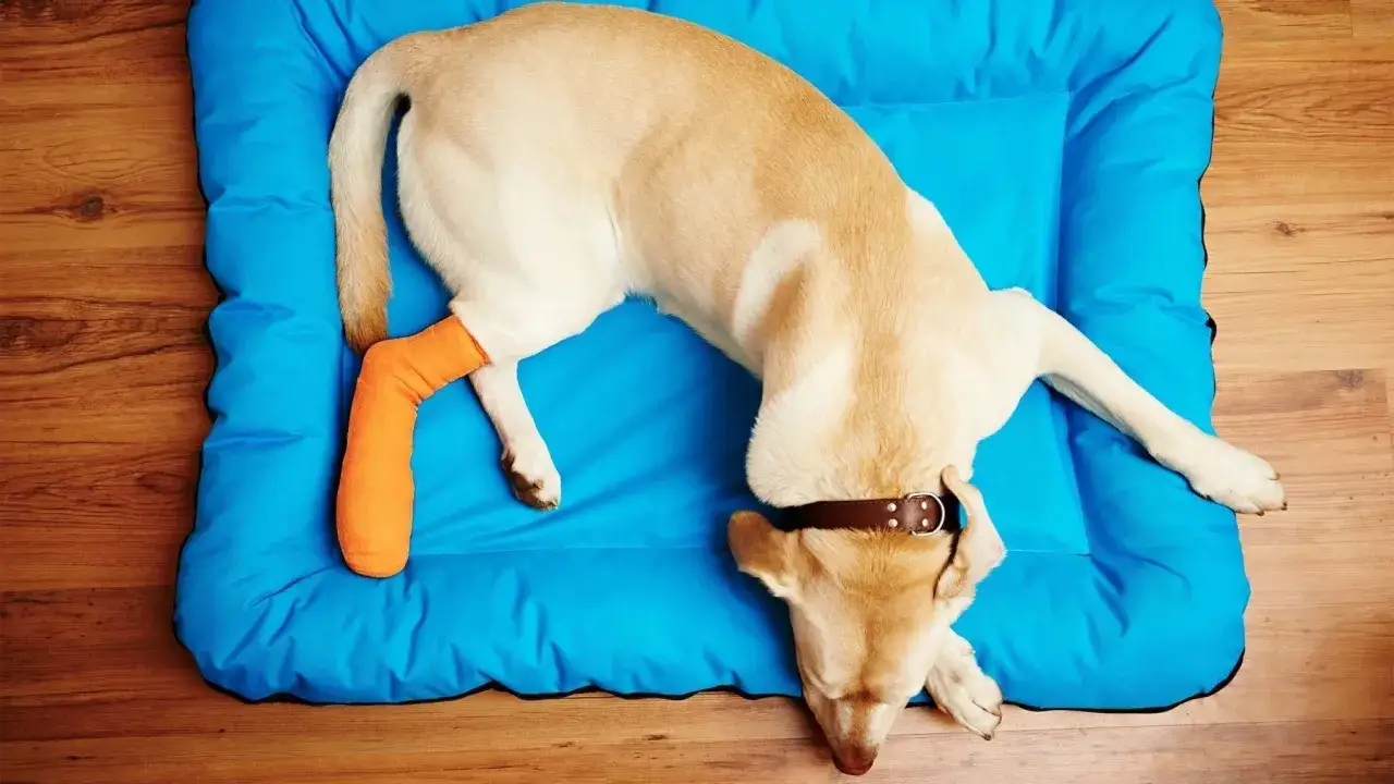 Zerwane więzadło u psa: objawy, koszty operacji i rehabilitacji