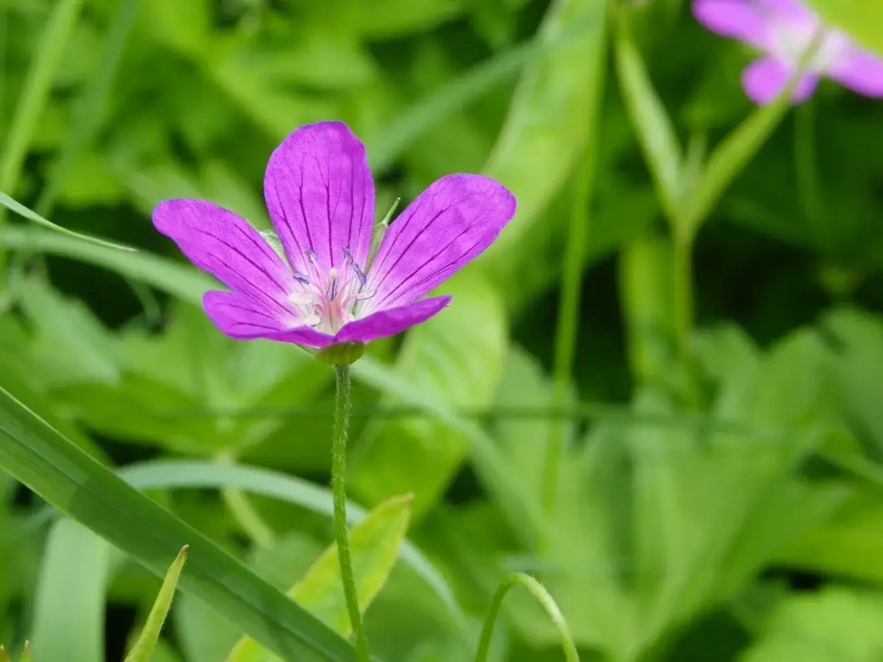 Kąkol w życie i inne liliowe chwasty: Jak skutecznie chronić plon?
