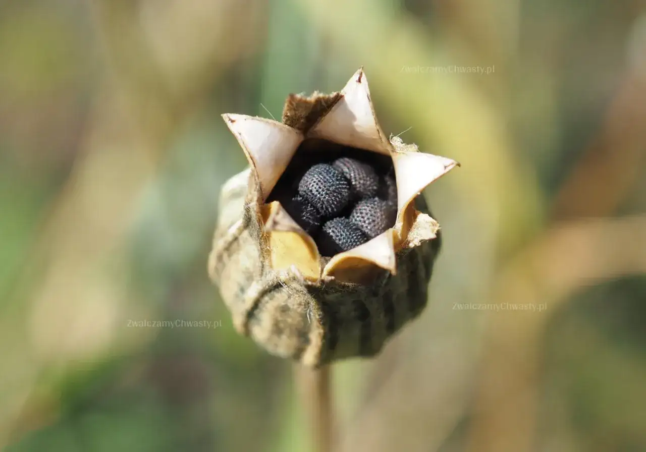 Kąkol polny: toksyczny chwast zbóż. Jak go rozpoznać i zwalczyć?