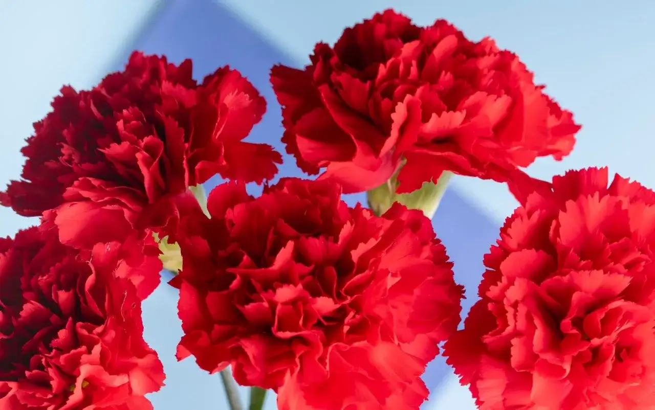 Pięć intensywnie czerwonych goździków kwiatów na jasnoniebieskim tle.