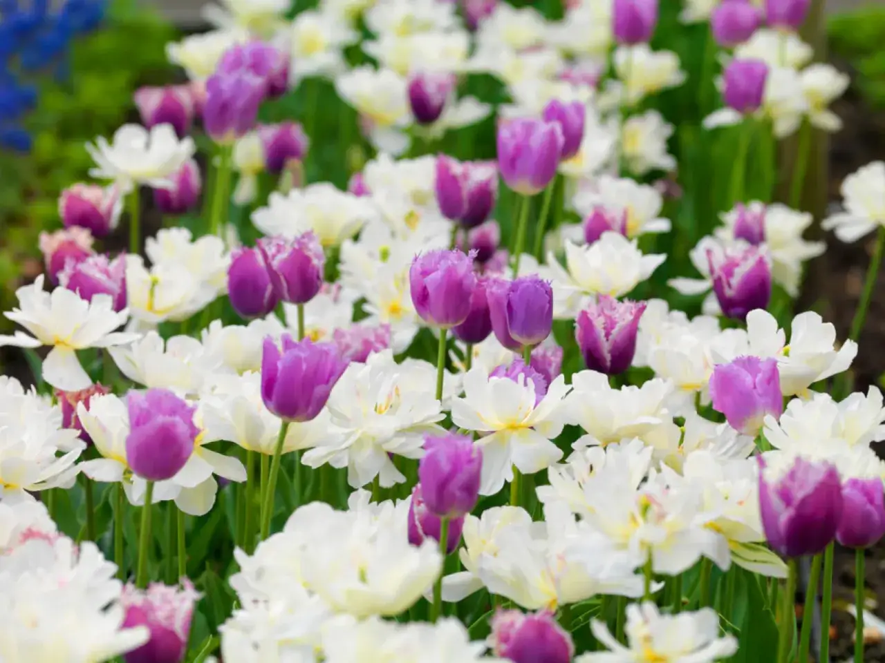 Fioletowe i białe tulipany tworzą piękny kontrast. Zastanawiasz się, jakie kolory kwiatów łączyć ze sobą? Oto inspiracja!