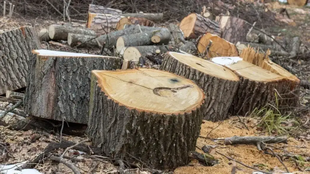 Czy można wyciąć drzewo bez zezwolenia? Sprawdź ważne przepisy