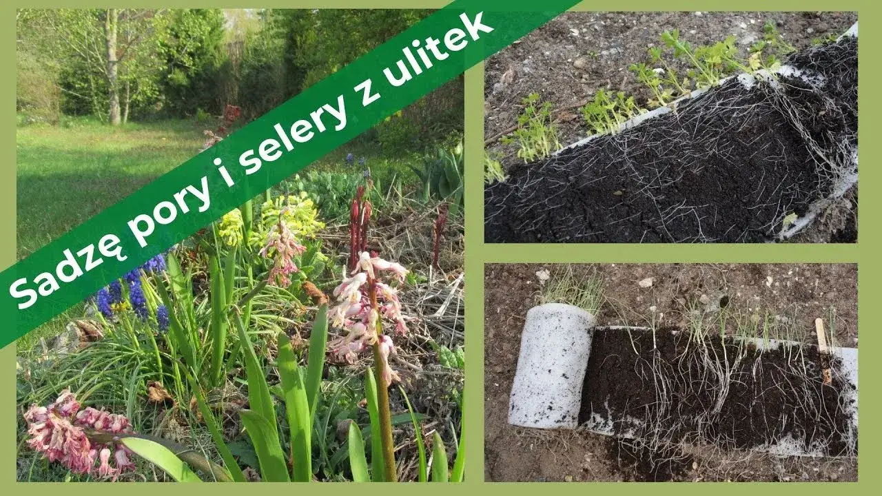 Kiedy sadzić pory i selery do gruntu, aby uniknąć problemów z plonami