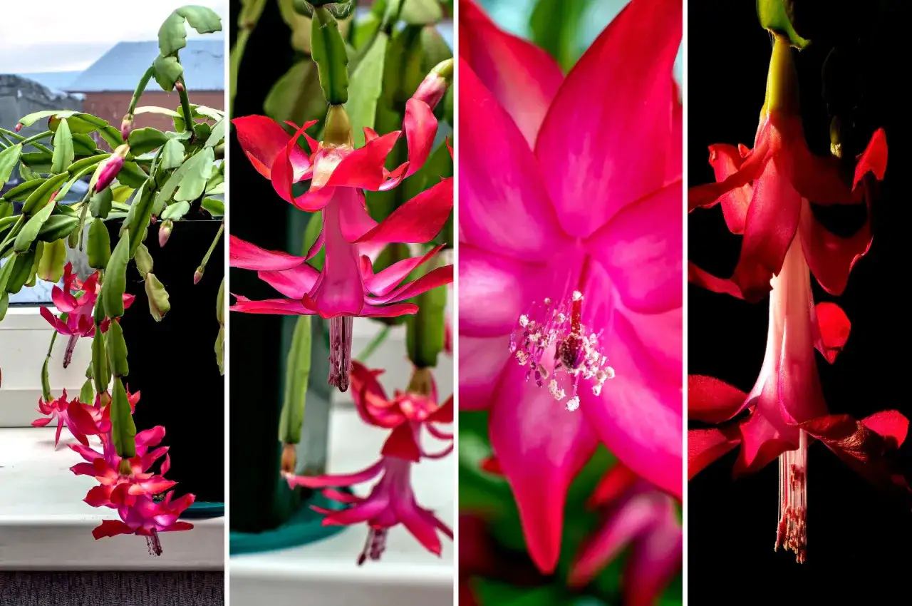 Kwiaty grudnika w intensywnym różu. Pielęgnacja grudnika wymaga odpowiedniej ziemi, by cieszyć się jego pięknem.