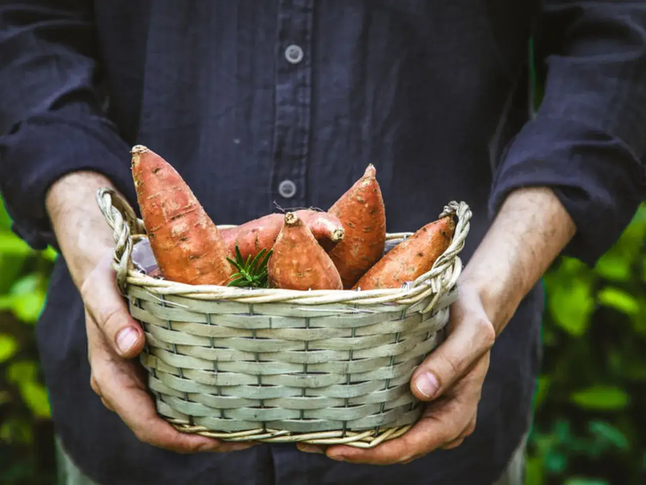 Koszyk pełen słodkich ziemniaków, które choć zdrowe, mogą być kaloryczne.