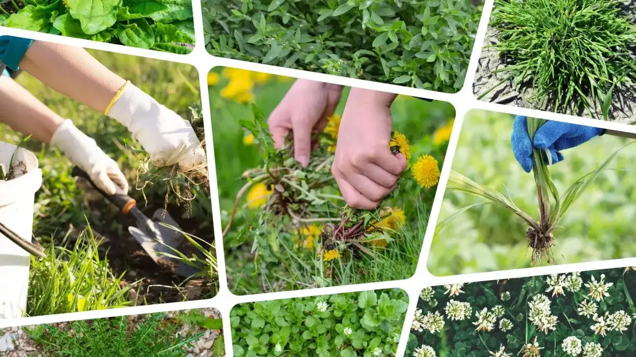 Niebieskie chwasty w ogrodzie? Rozpoznaj i zwalcz skutecznie!