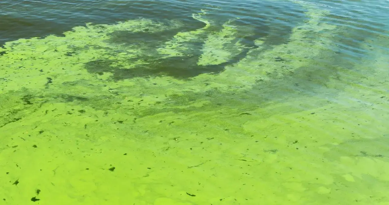 Skąd sinice w Bałtyku? Kluczowe przyczyny i ich niebezpieczeństwo