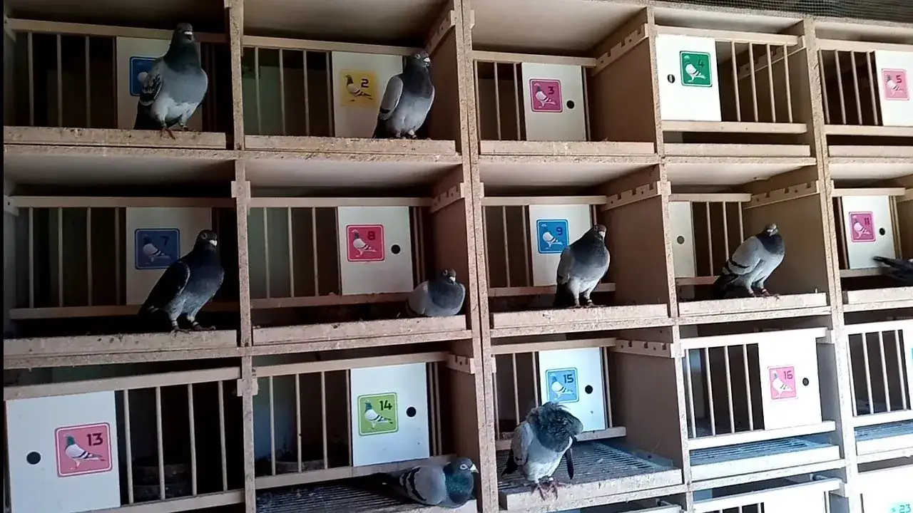 Jak wytresować gołębia pocztowego: skuteczne techniki i porady