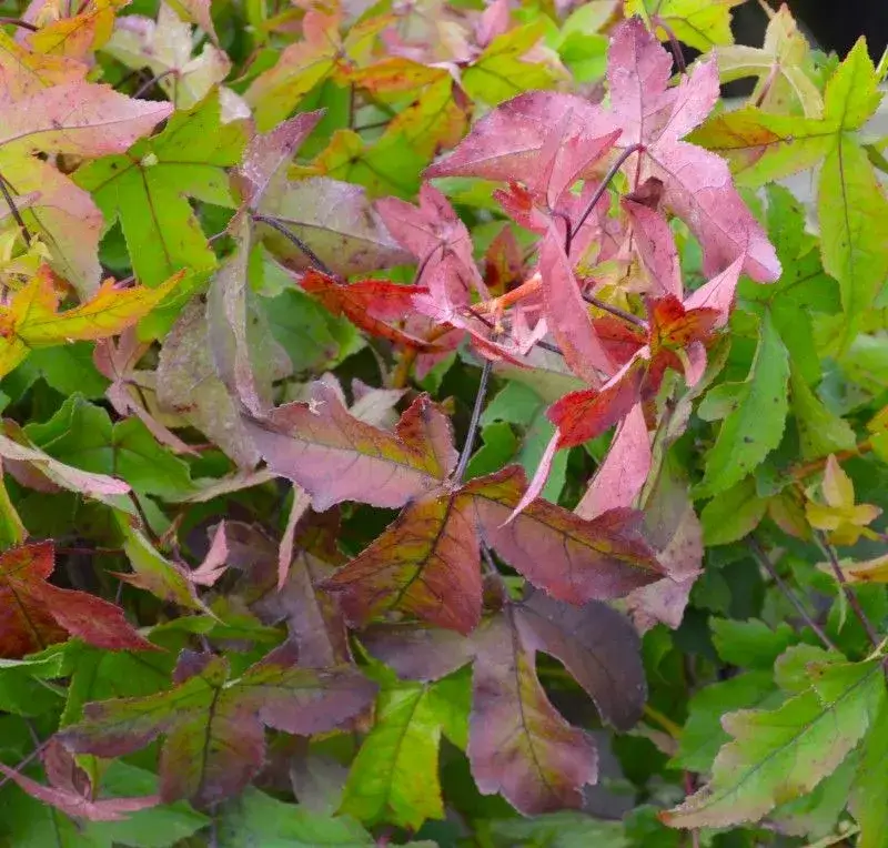 Ambrowiec Amerykański Szczepiony na Pniu - Najlepsze Opcje Sadzonek