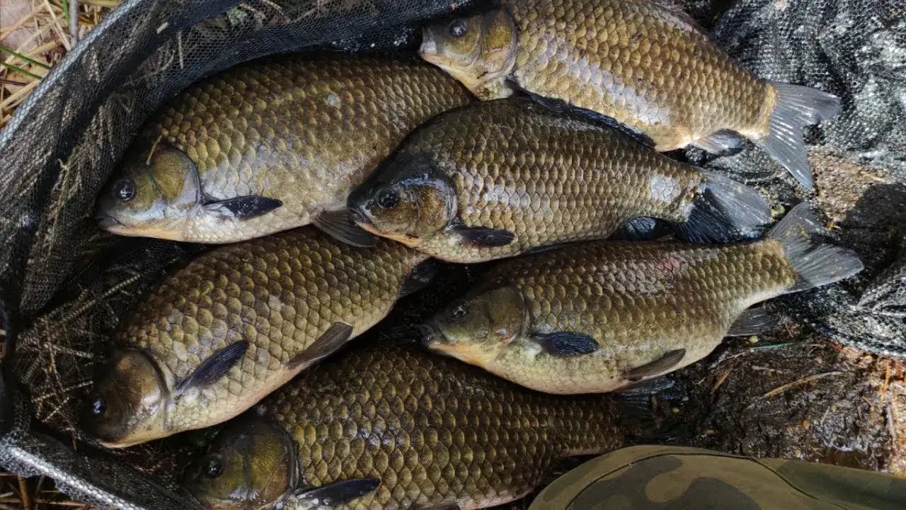 Jak rozmnażają się karasie - poznaj sekrety skutecznego tarła