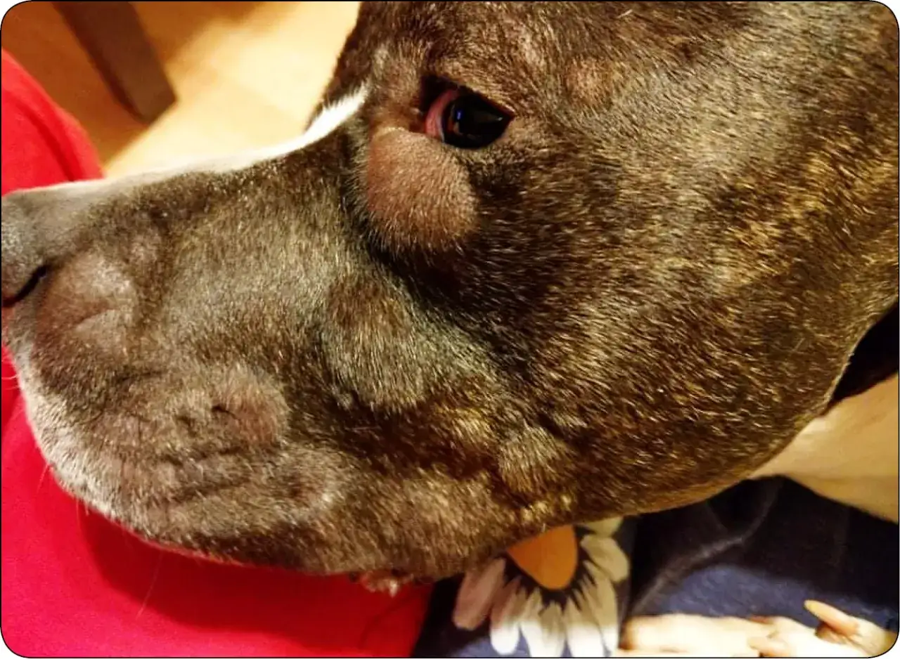 Ukąszenie żmii u psa: Opuchlizna? Jak ratować życie krok po kroku.