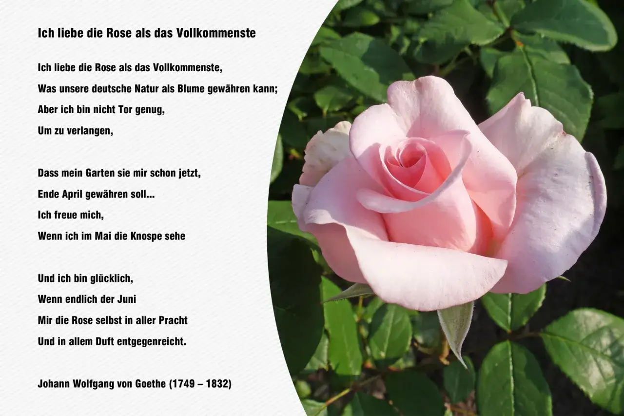 Eine zarte rosa Rose im Vordergrund, daneben ein Gedicht von Goethe.