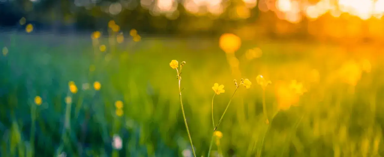 Motyw przyrody w literaturze: emocje, symbole i znaczenie w dziełach