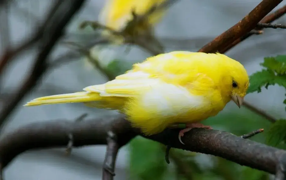 Gdzie kupić kanarka? Sprawdź, jak uniknąć złych wyborów