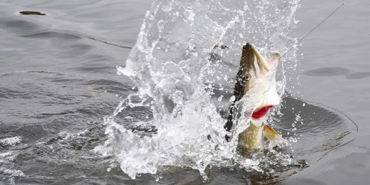 Dorsz Bałtycki 2026: Całkowity zakaz połowu! Co musisz wiedzieć?