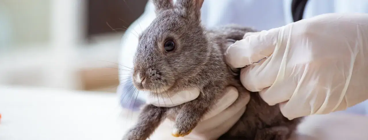 Ile kosztuje wizyta u weterynarza z królikiem? Sprawdź ceny i usługi