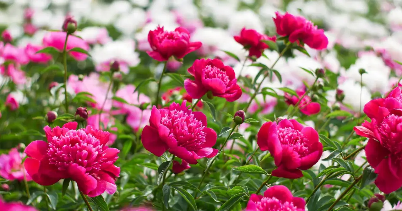 Kiedy kwitną piwonie? Sekrety obfitych kwiatów!
