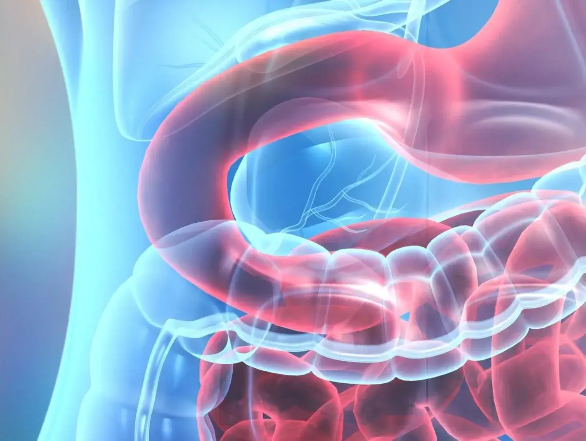 Gdzie leży dwunastnica? Zaskakujące fakty o jej położeniu w ciele