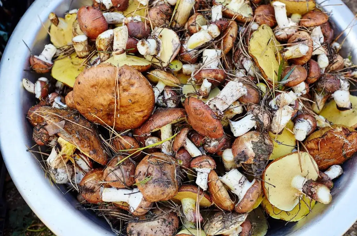 Jak czyścić opieńki? Szybko, skutecznie i bez piasku!