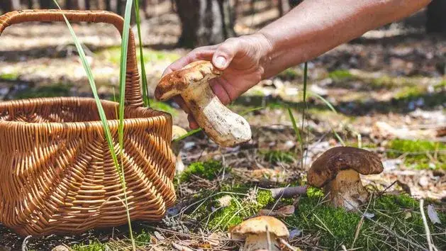 Czy są grzyby na Dolnym Śląsku? Sprawdź najlepsze miejsca na zbiór
