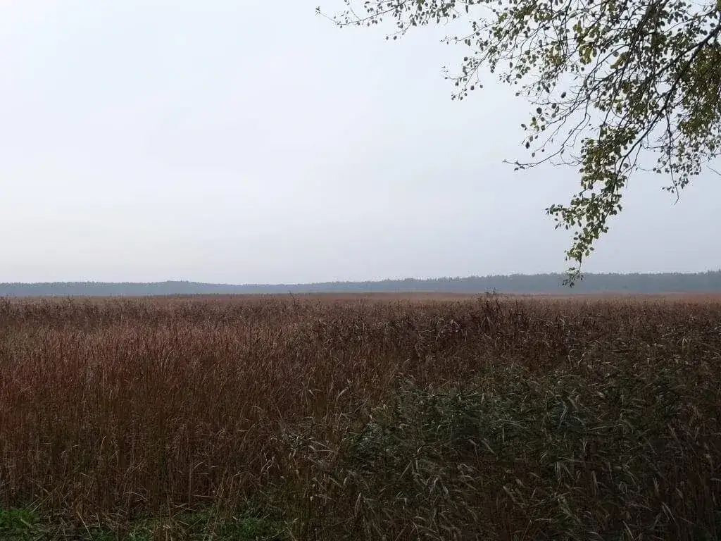 Rezerwat przyrody Piskory: odkryj niezwykłe ptaki i ekosystemy