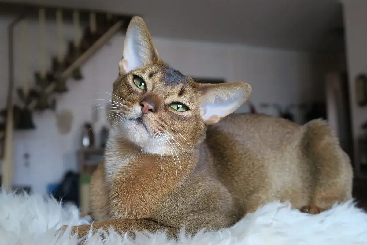 Kot afrodyty wygląd - niesamowite cechy, które zachwycają każdego