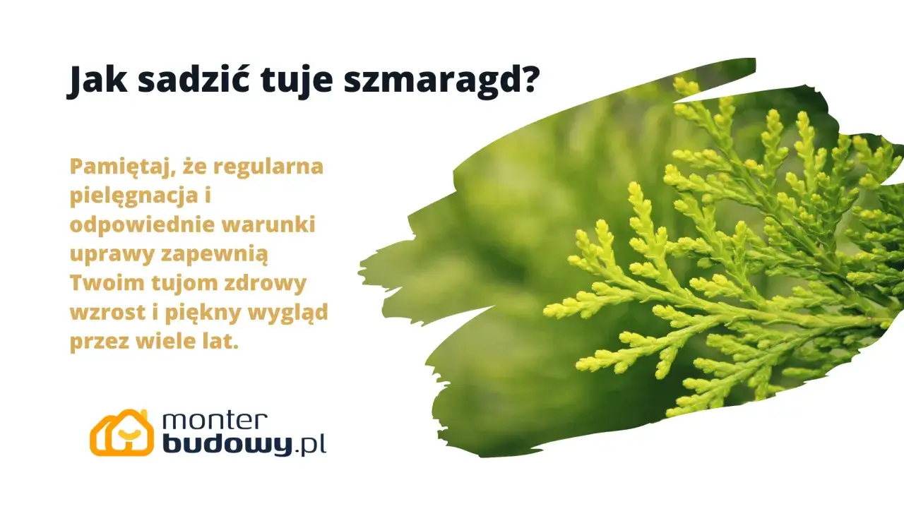 Sadzenie tui 'Smaragd': Jaki rozstaw da piękny żywopłot?
