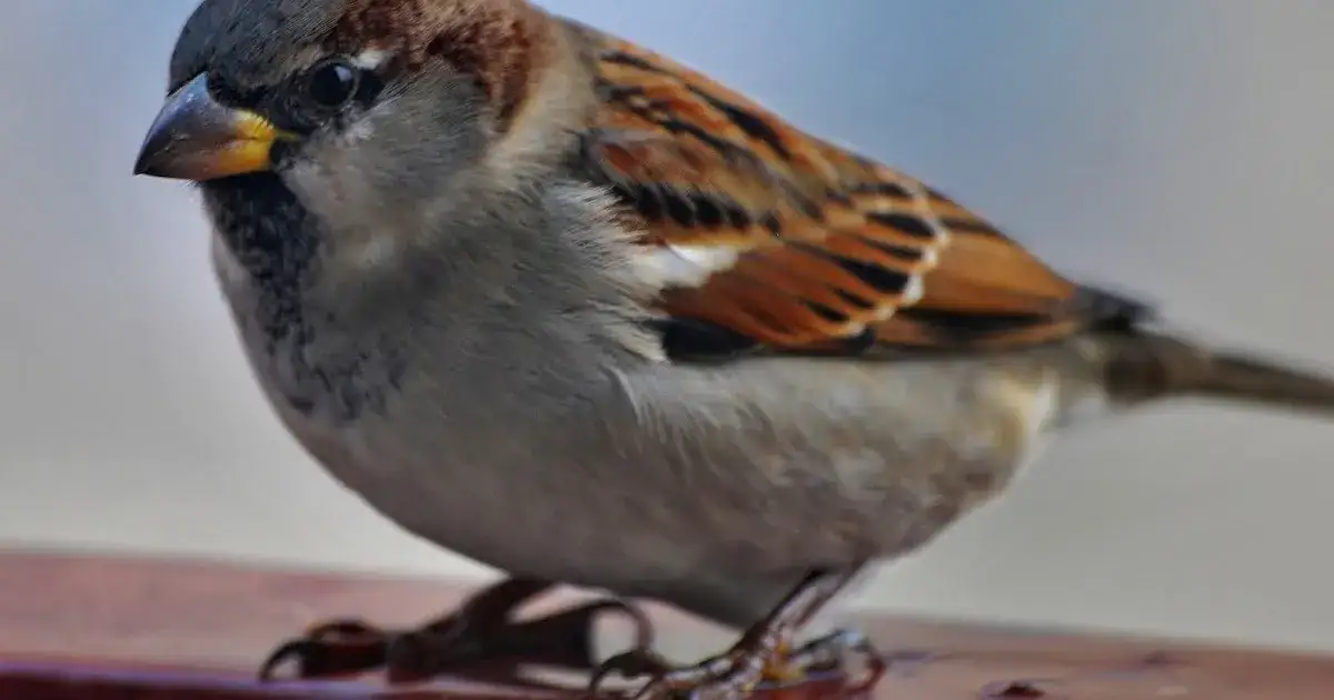 Jak wróble przetrwają zimę? Dowiedz się, gdzie zimuje wróbel w Polsce