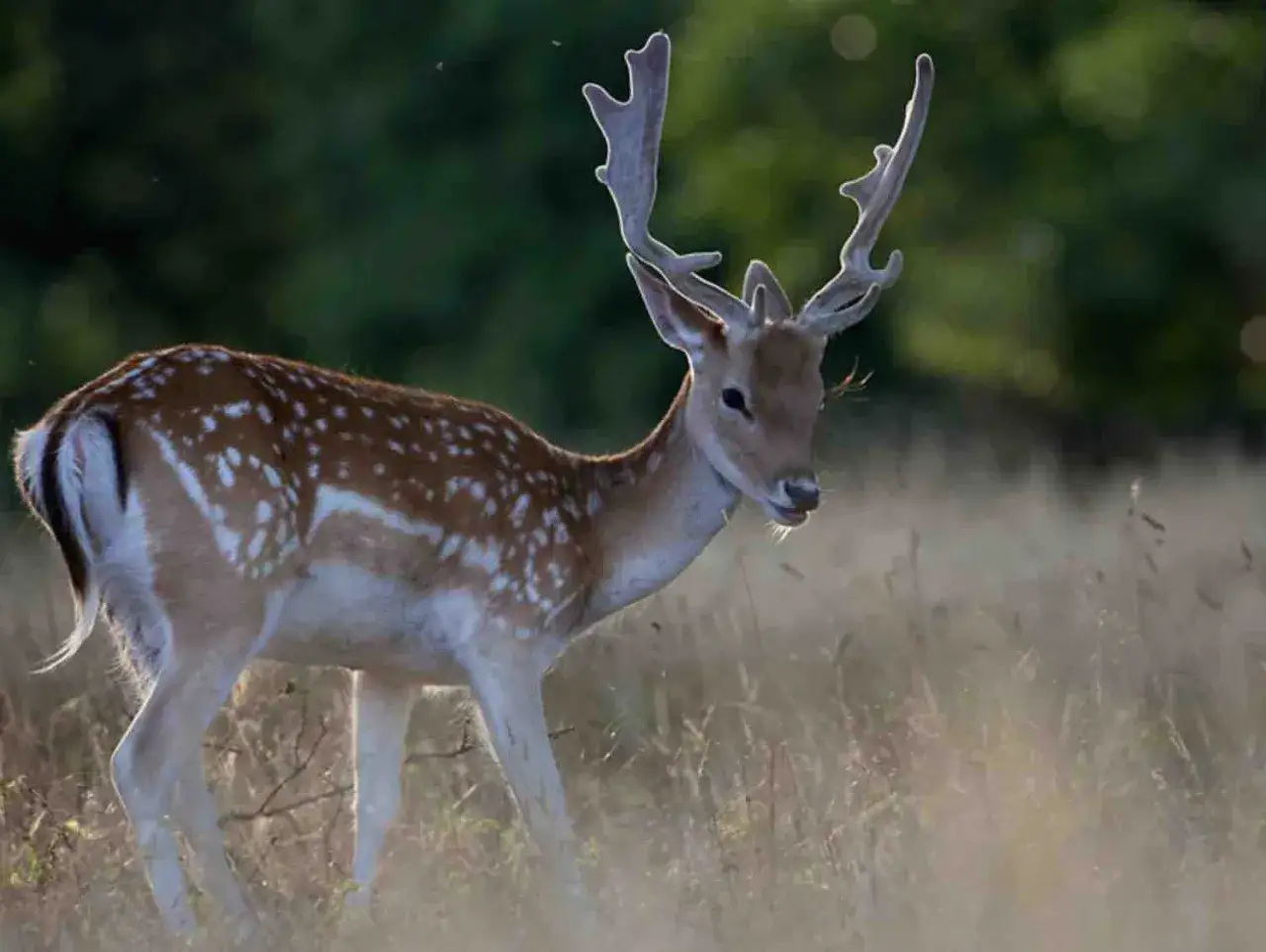 Piękny daniel z porożem w trawie. Czy można hodować daniele? Tak, to możliwe.