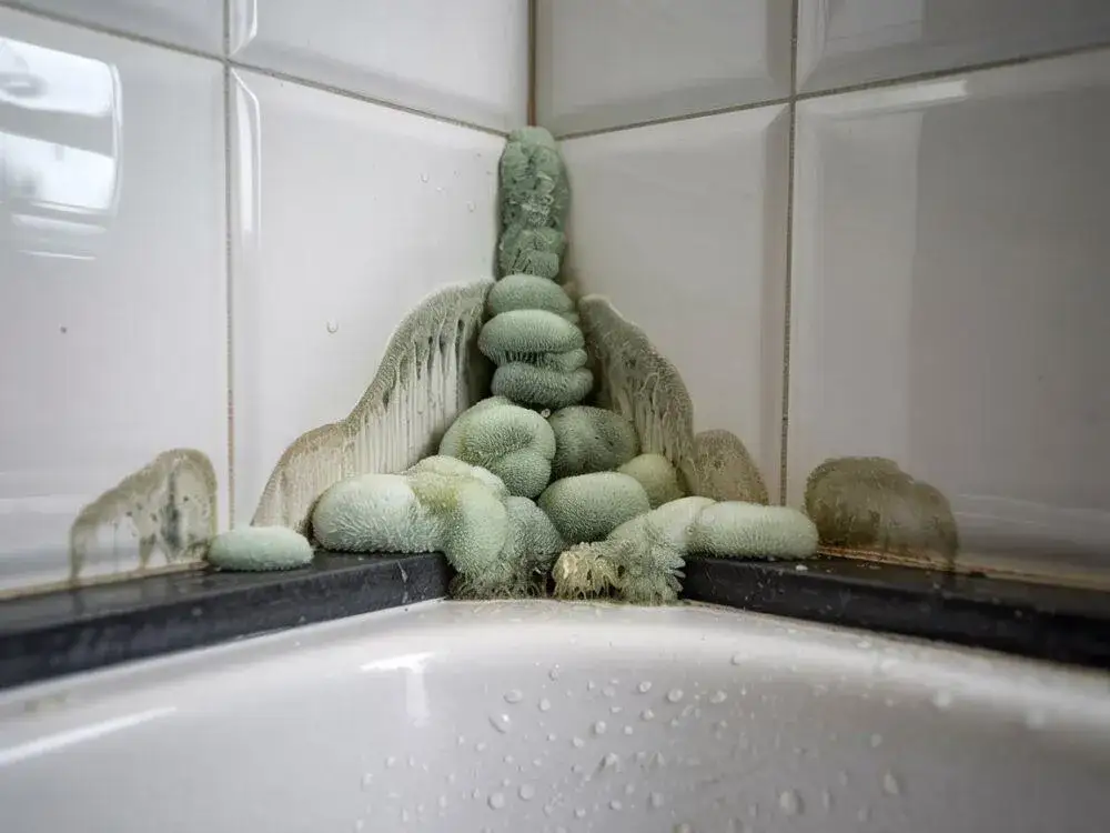 Skuteczne sposoby na zabezpieczenie fug pod prysznicem przed pleśnią