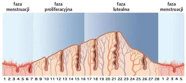 Czy owulacja jest zawsze 14 dni przed okresem? Odkryj prawdę o cyklu