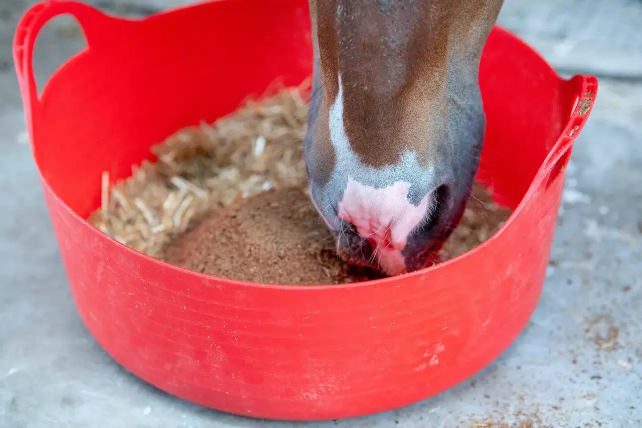 Siemię lniane dla konia: Bezpieczny przepis na zdrowie i blask