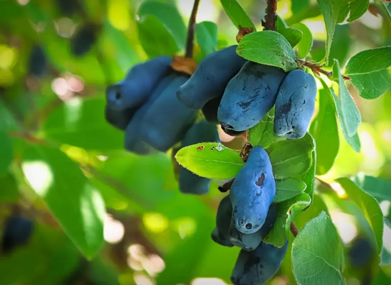 Przycinanie jagody kamczackiej: Kiedy i jak ciąć dla obfitych plonów