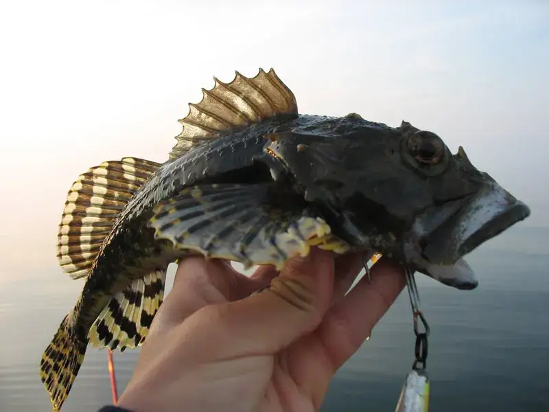 Jakie ryby łowi się w Bałtyku? Odkryj najlepsze gatunki i porady