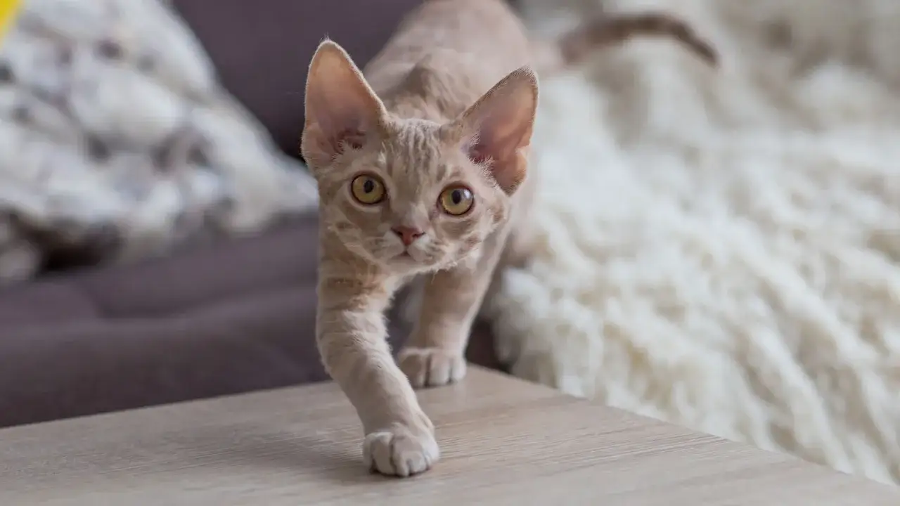 Ile kosztuje Devon Rex? Zrozum finansowe zobowiązania związane z jego zakupem