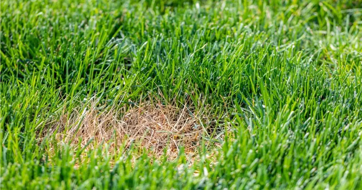 Jak uratować trawnik po zimie i upałach – skuteczne metody regeneracji