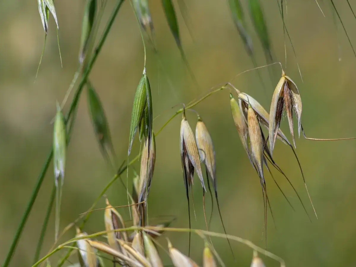 Owies głuchy: Jak rozpoznać i skutecznie zwalczyć groźny chwast?