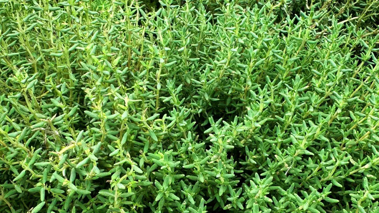 Tymianek: do czego dodawać? Świeży czy suszony? Pełnia smaku!