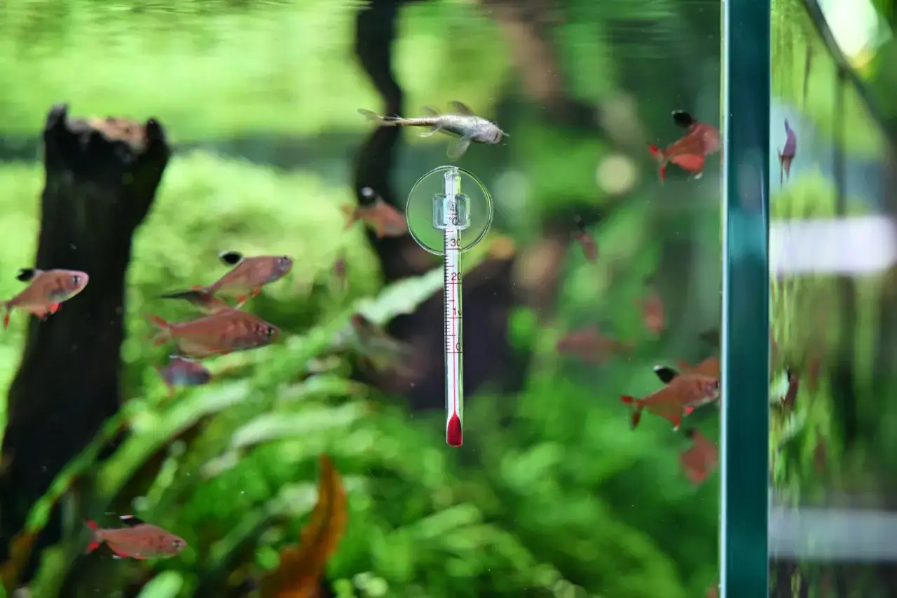 Termometr do ryb: Nigdy więcej suchej! Sekret soczystej ryby