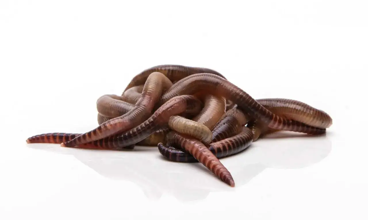 Kupujesz robaki na ryby? Oto świeża porcja, gotowa na haczyk.