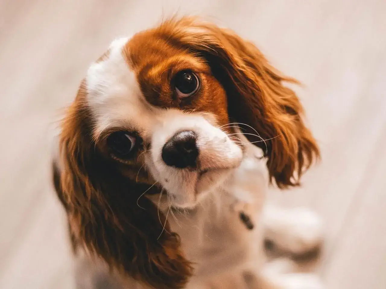 Uroczy Cavalier King Charles Spaniel, który ma 3 lata psie na ludzkie, patrzy z zaciekawieniem.