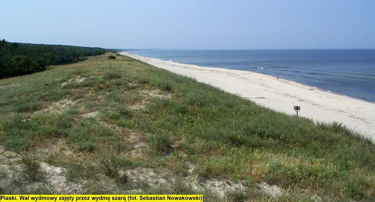 Piaski. Bezleśna wydma szara porośnięta trawami i drobnymi żółtymi kwiatami, z widokiem na spokojne morze i piaszczystą plażę.