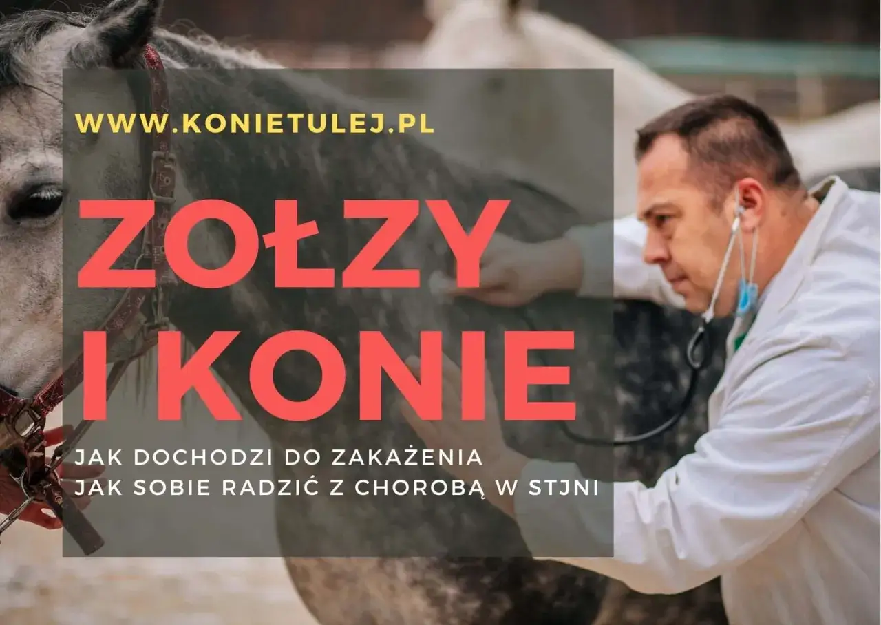 Weterynarz bada konia, który może mieć zołzy. Informacje o zakażeniu i leczeniu.