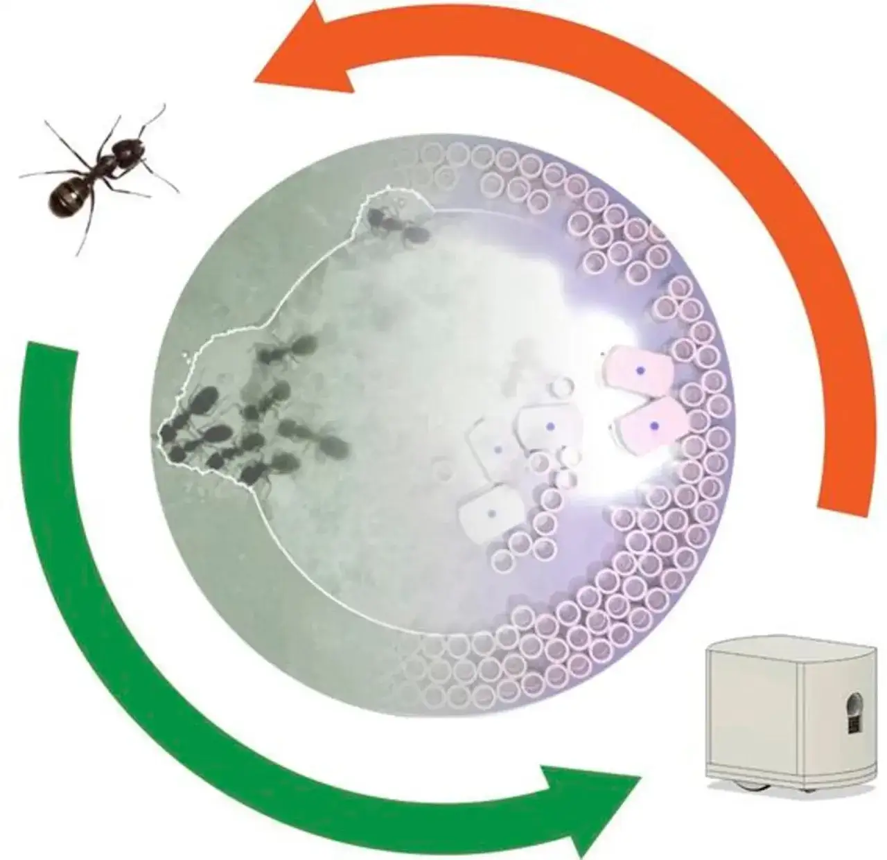 Jak mrówki się rozmnażają? Odkryj zaskakujące strategie i metody