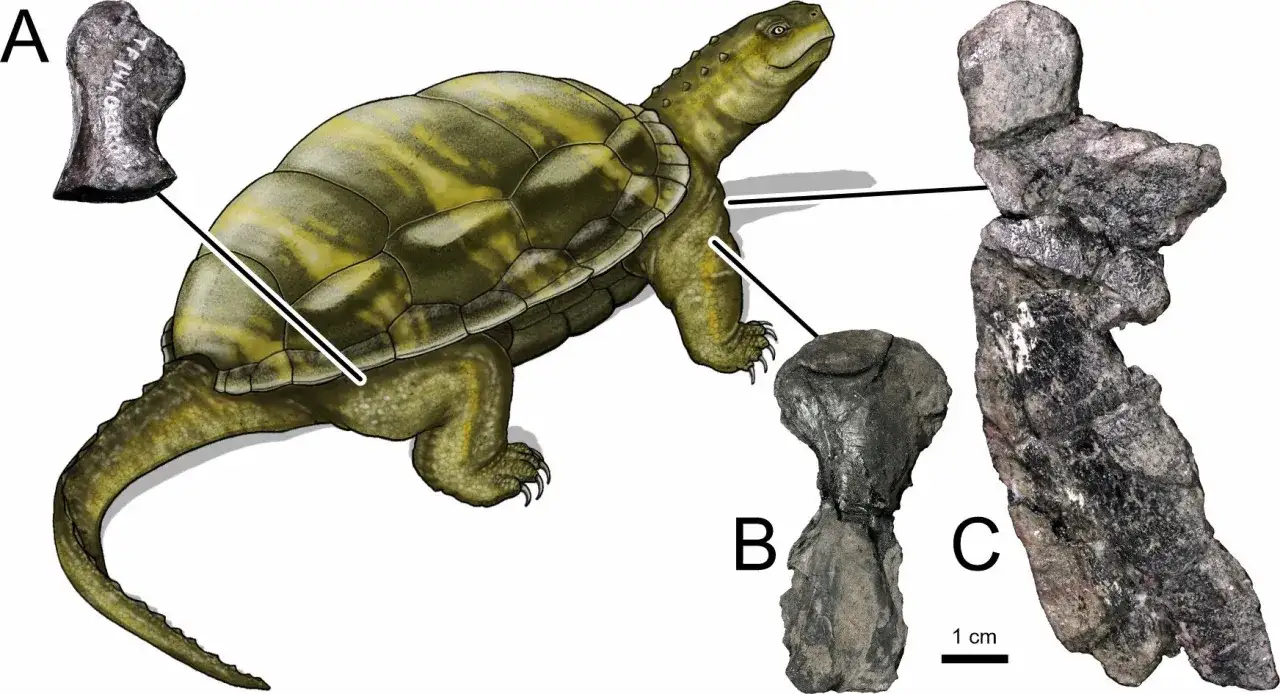Jak wyglądają żółwie? Od pancerza po płetwy poznaj ich budowę