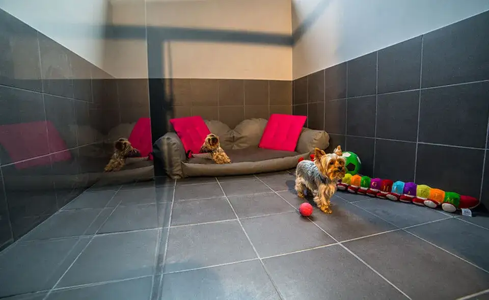 Jak wygląda hotel dla psów? Odkryj, co oferują i jak wyglądają